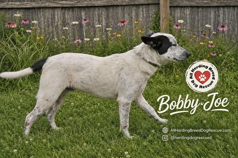 Bobby Joe "Bob"