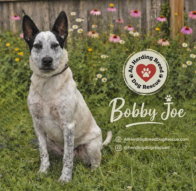 Bobby Joe "Bob" thumbnail 2