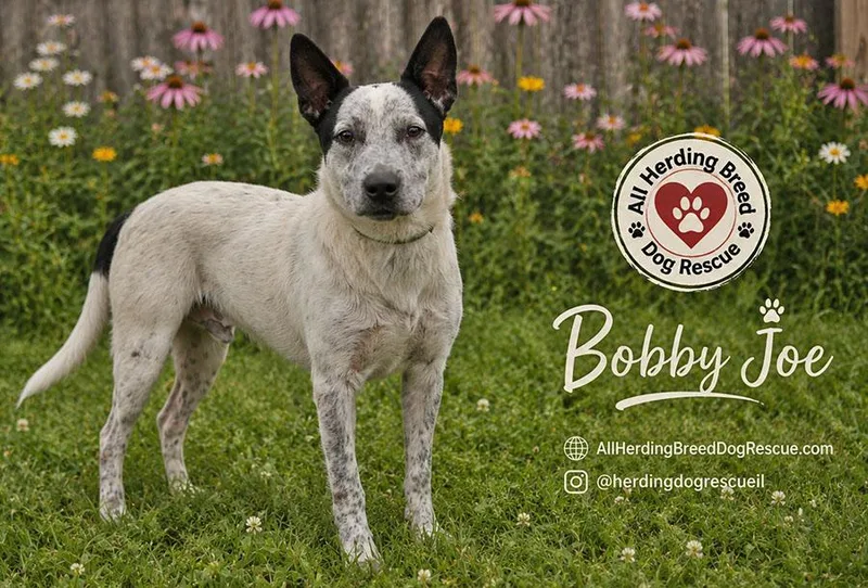 Bobby Joe "Bob" thumbnail 3