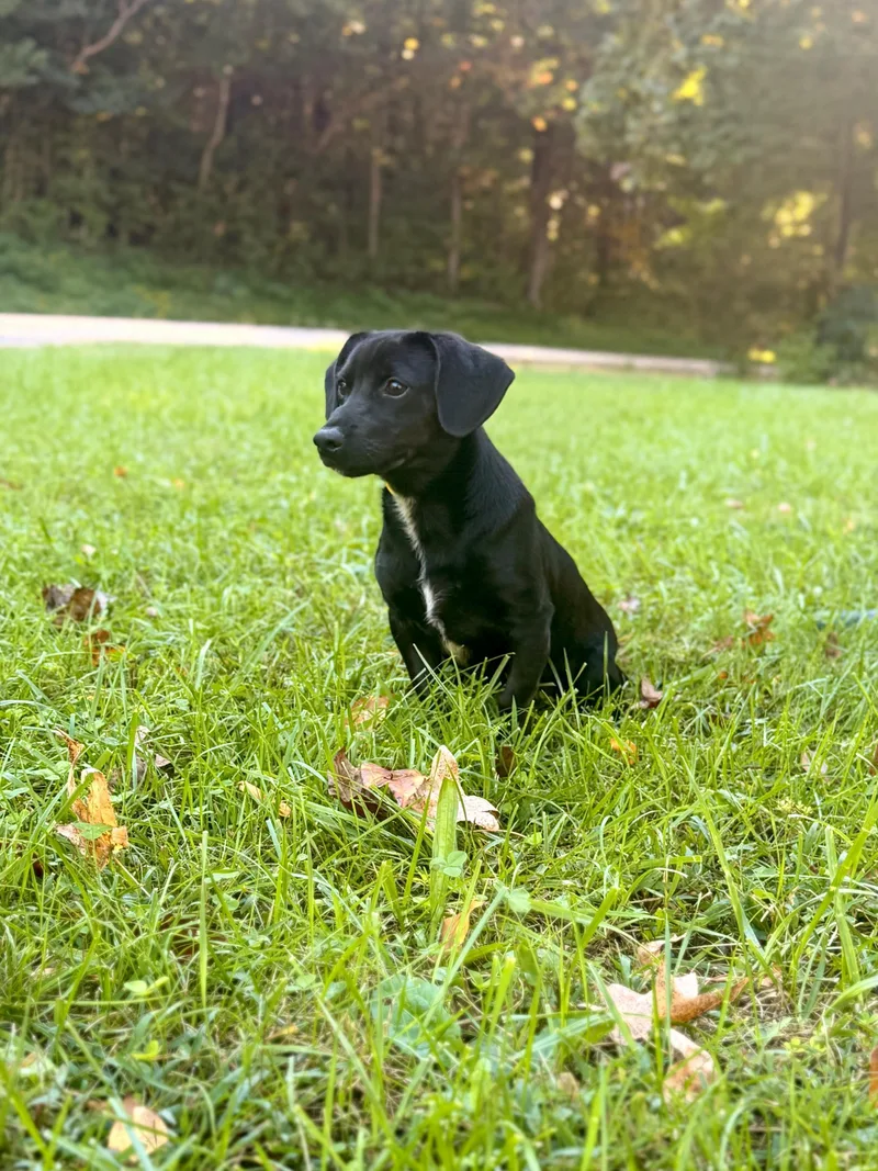 A young small-sized male Black Dachshund dog named Georgie for adoption in Gradyville, KY