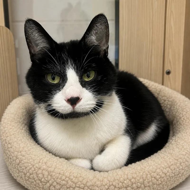 An adult medium-sized male Black & White / Tuxedo Domestic Short Hair cat named Jack for adoption in Pontiac, MI