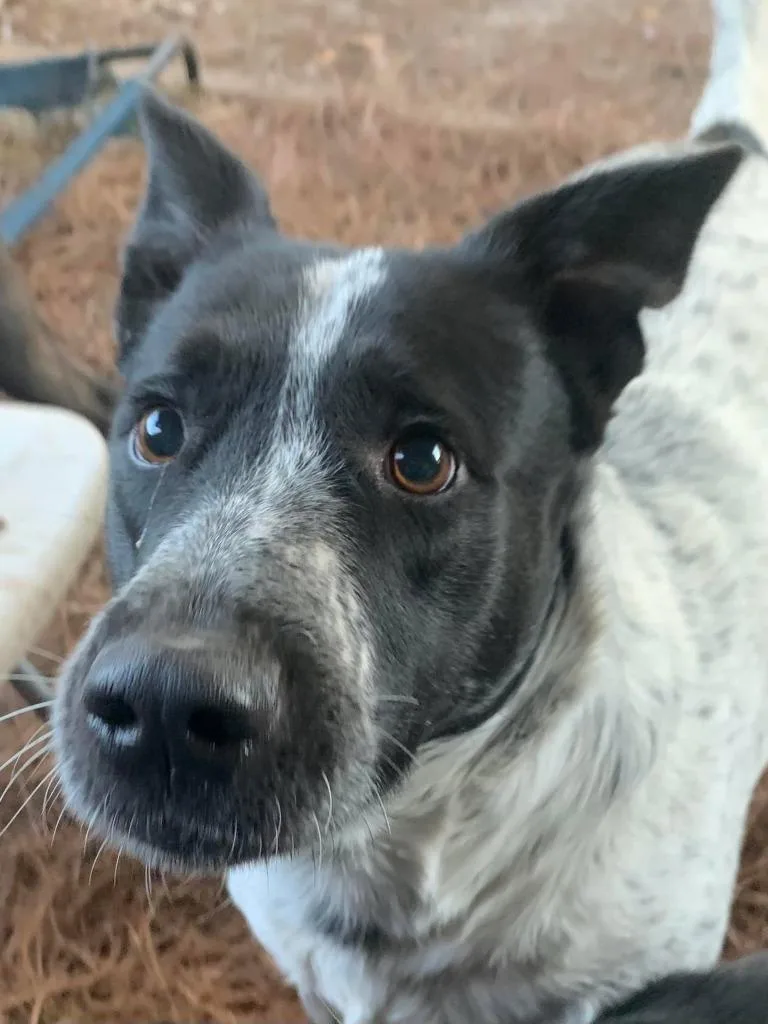 Jefferson thumbnail 4