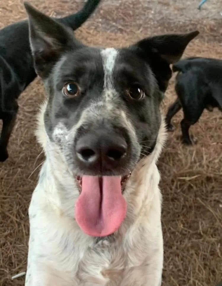 Jefferson thumbnail 5