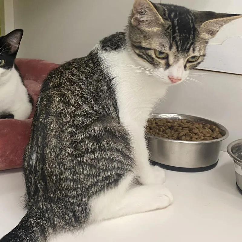 A baby small-sized male Gray / Blue / Silver Domestic Short Hair cat named Little Man for adoption in Tallahassee, FL
