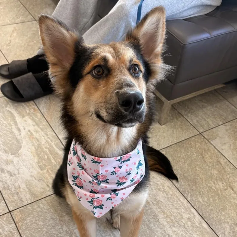 An adult medium-sized female Bicolor German Shepherd Dog dog named Roxy for adoption in miami, FL