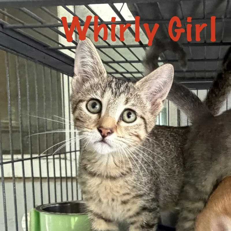 Whirly Girl thumbnail 2