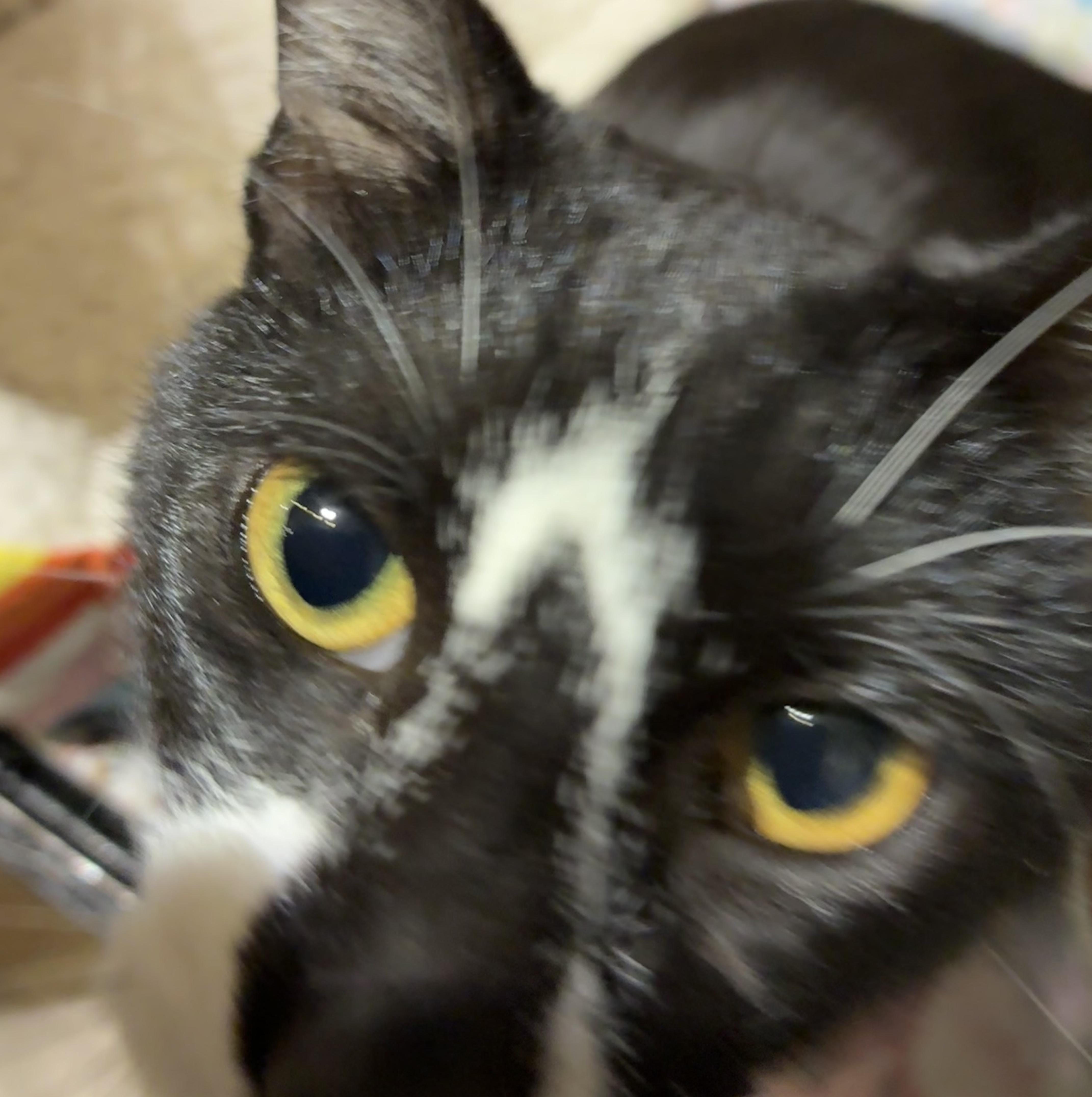 Montogmery thumbnail 2