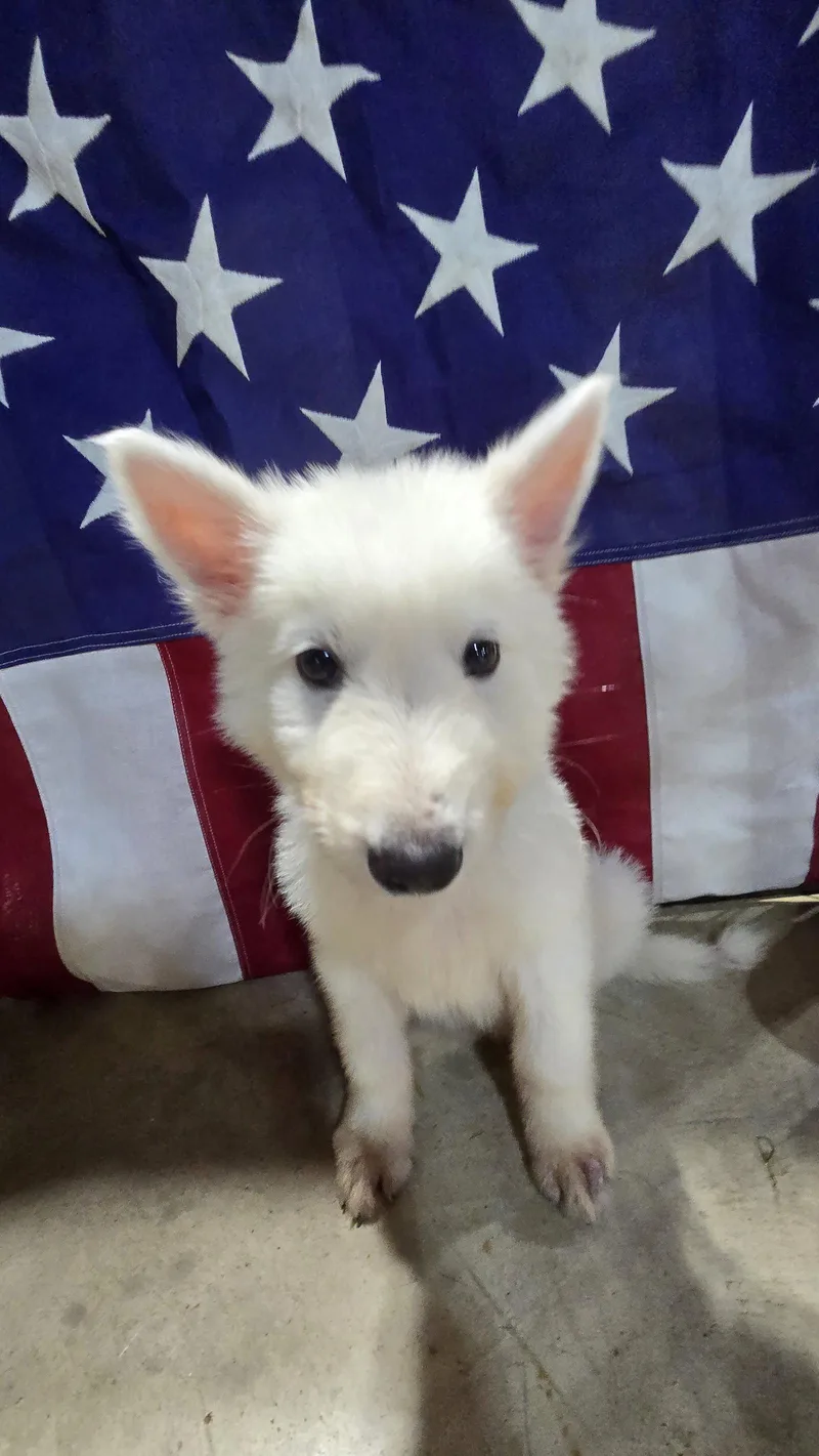 A baby medium-sized male German Shepherd Dog dog named Cedric for adoption in Centreville, VA