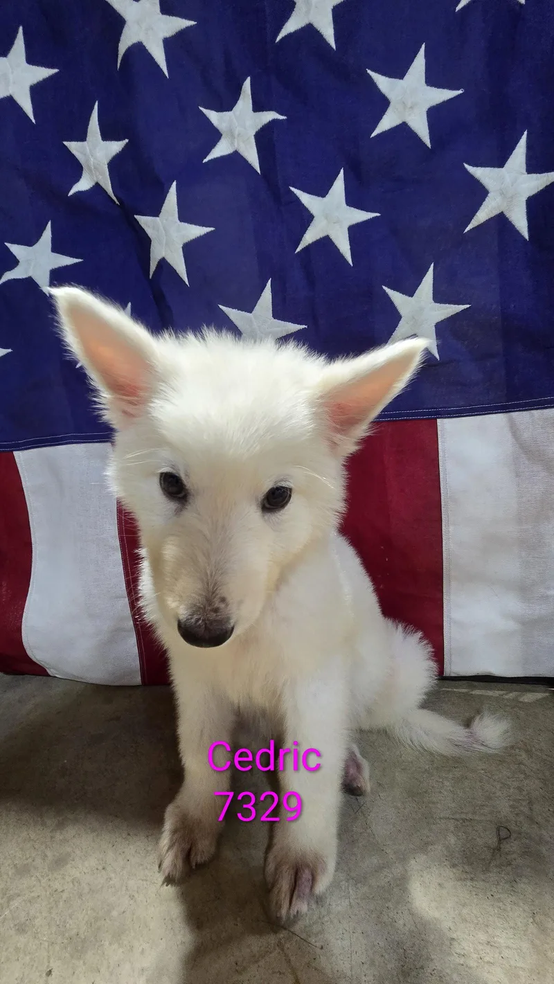 Cedric thumbnail 2