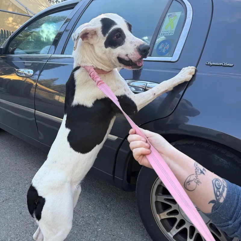 An adult medium-sized female White / Cream Pit Bull Terrier dog named Remi for adoption in Mount Shasta, CA
