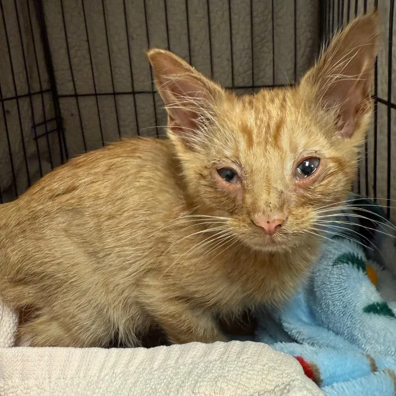 A young medium-sized male Orange / Red Domestic Short Hair cat named Dobby for adoption in Bismarck, ND
