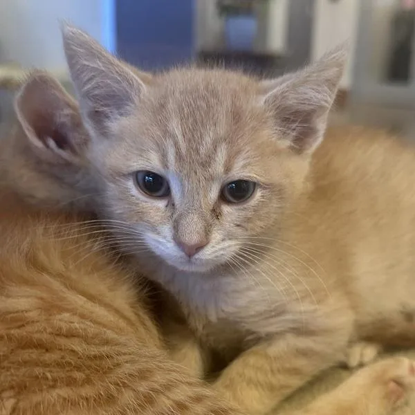 A baby small-sized male Domestic Short Hair cat named Cotton Candy for adoption in Walnut Creek, CA