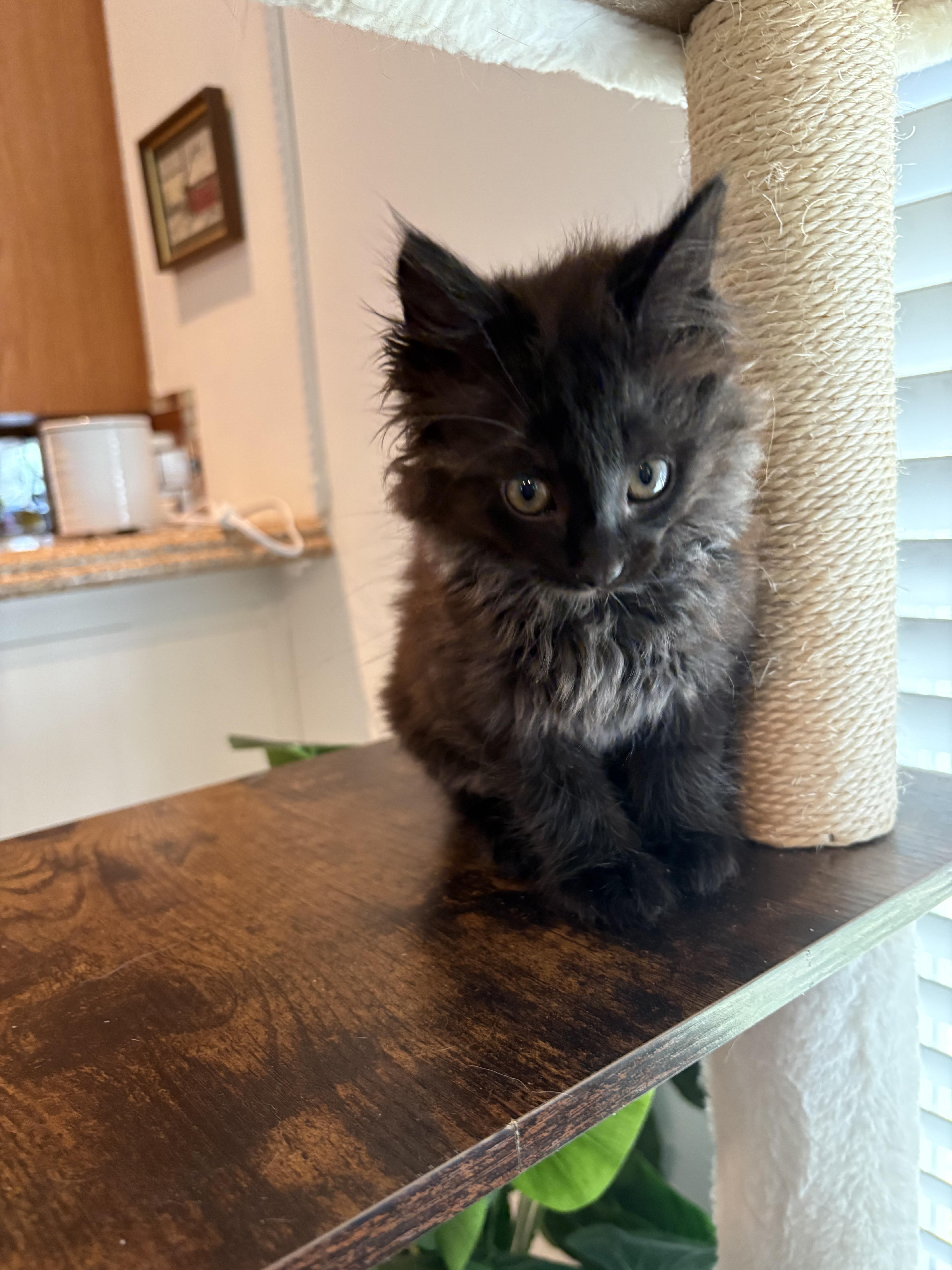 A baby small-sized male Domestic Long Hair cat named Lucia for adoption in Davidson, NC