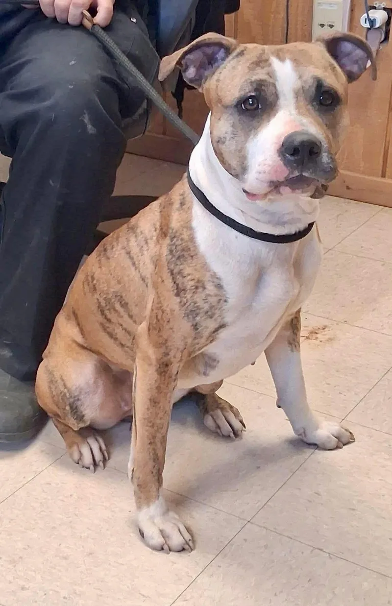 An adult large-sized female White / Cream Boxer dog named Lady for adoption in Washington Court House, OH