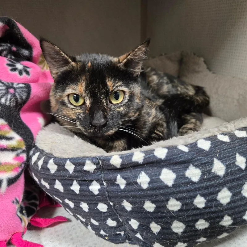 An adult medium-sized female Tortoiseshell Domestic Short Hair cat named Tango for adoption in Graham, TX