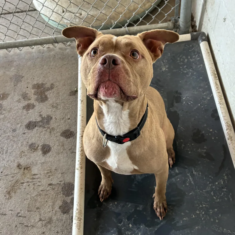 An adult medium-sized male Yellow / Tan / Blond / Fawn Pit Bull Terrier dog named Mocha for adoption in Jamestown, ND