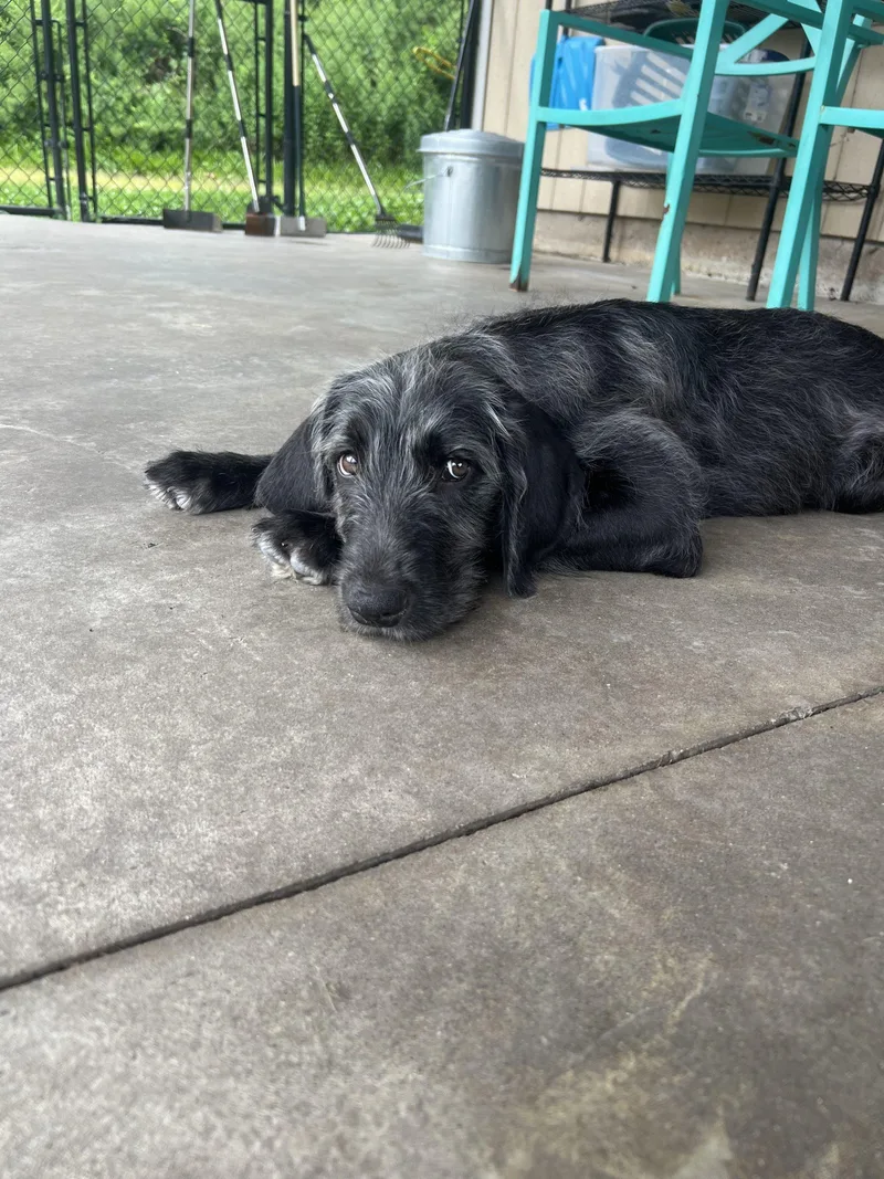 A baby medium-sized female Black Great Dane dog named Princess for adoption in Hamden, CT