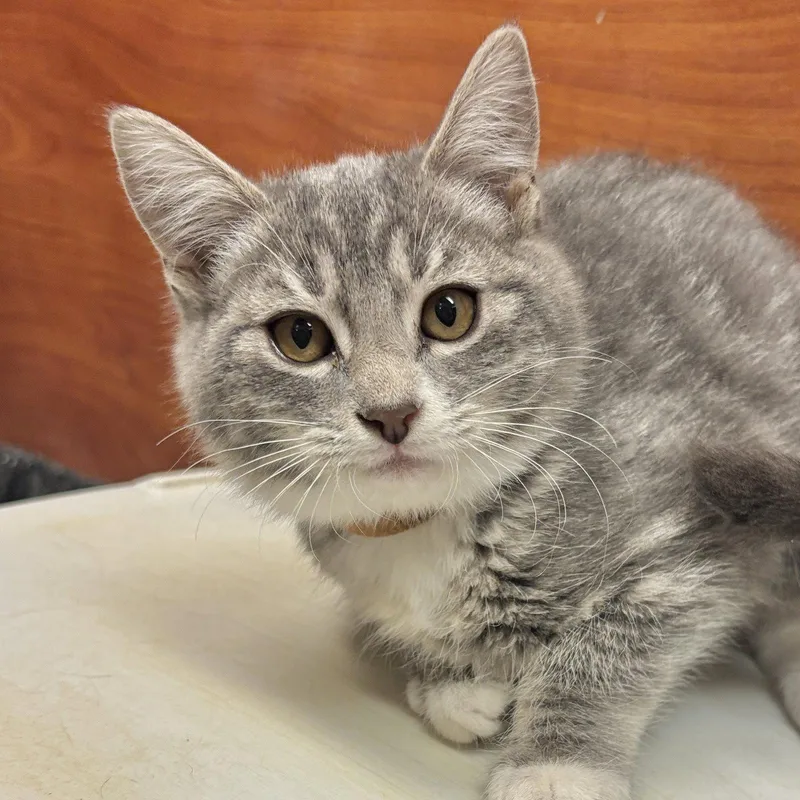 A baby medium-sized female Domestic Short Hair cat named Morticia for adoption in Sonora, CA