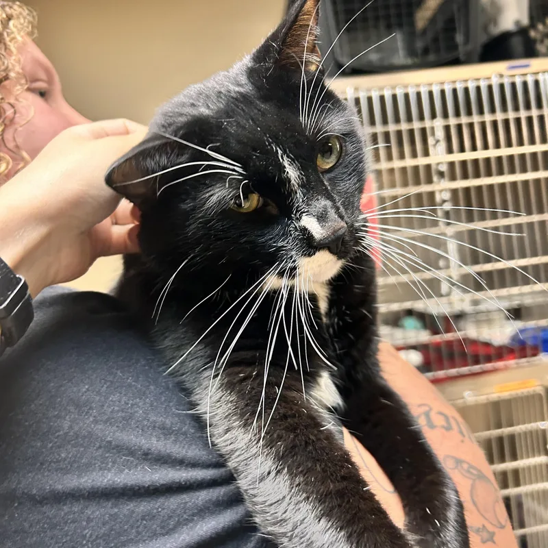An adult medium-sized male Black & White / Tuxedo Domestic Short Hair cat named Yang for adoption in Myerstown, PA