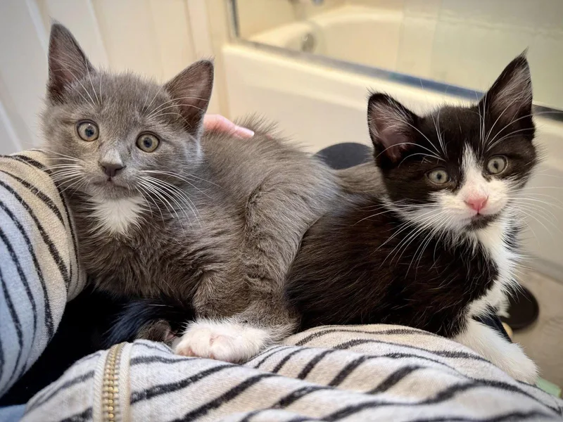 A baby medium-sized male Russian Blue cat named Oscar for adoption in Walnut Creek, CA
