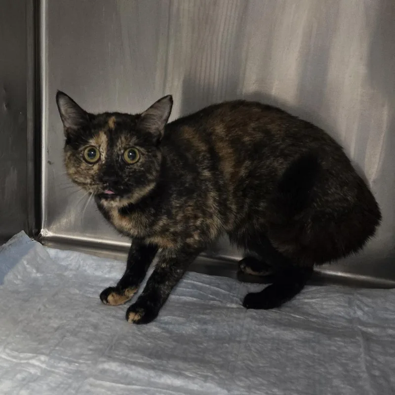 A young medium-sized female Domestic Short Hair cat named Goldie for adoption in Newark, NJ