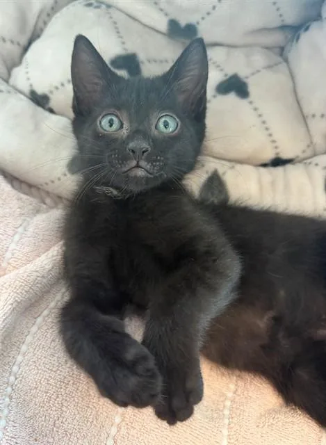 A baby medium-sized male Domestic Short Hair cat named Maci for adoption in Leesburg, VA