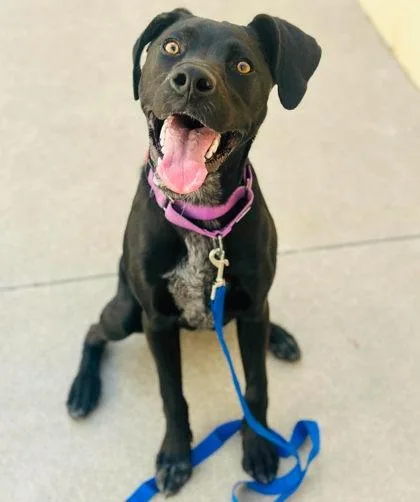 An adult medium-sized female Mixed Breed dog named Yin for adoption in West Chester, PA
