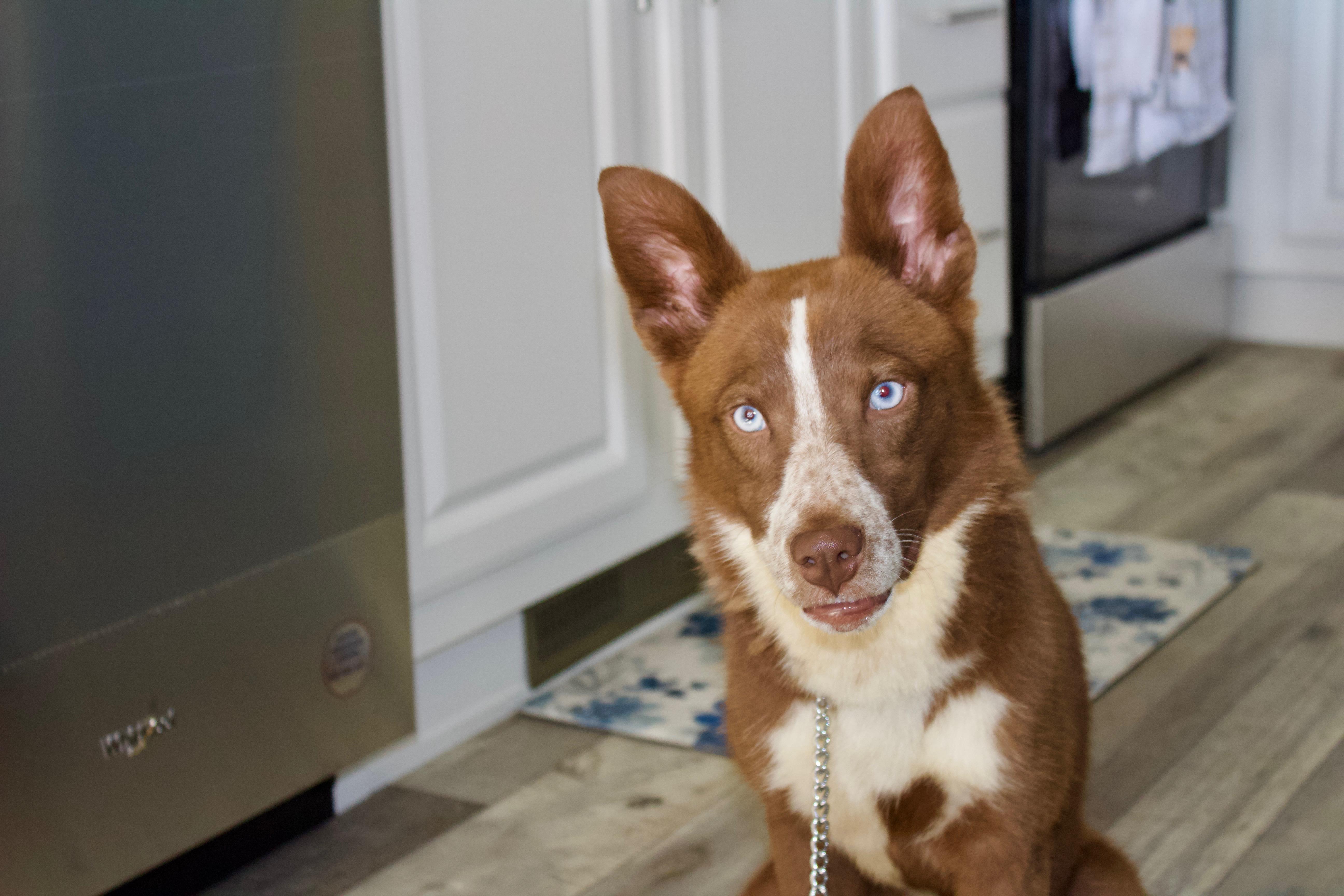 A baby medium-sized female Brown / Chocolate Australian Cattle Dog / Blue Heeler dog named Grace for adoption in Fort Collins, CO
