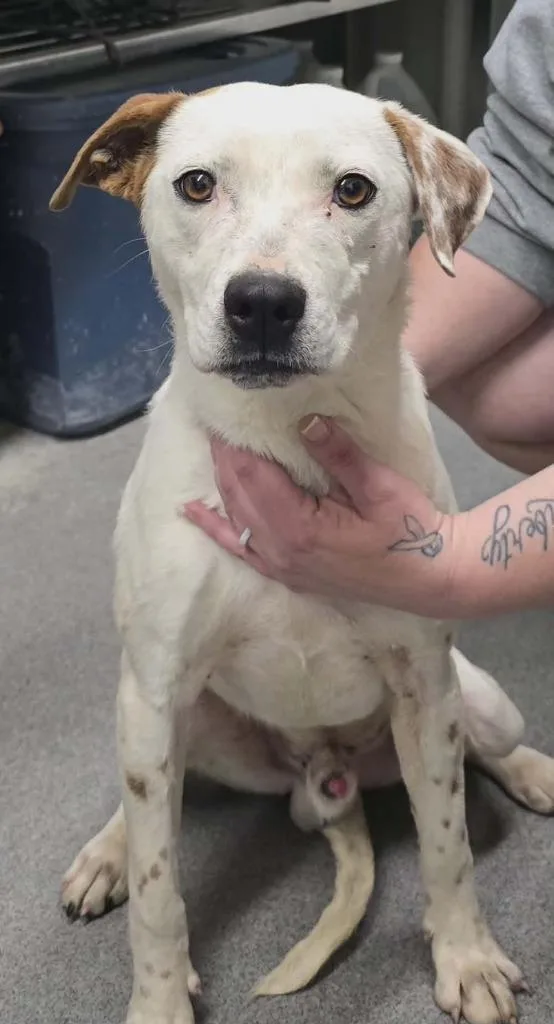 A young medium-sized male Mixed Breed dog named Ben for adoption in Hillsdale, IN