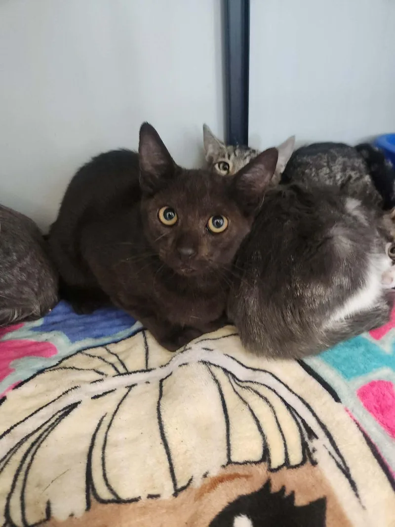 A young small-sized male Black Domestic Short Hair cat named Simba for adoption in Kingman, AZ