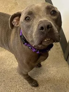 An adult medium-sized female Gray / Blue / Silver Pit Bull Terrier dog named Nellie for adoption in Cleveland, OH