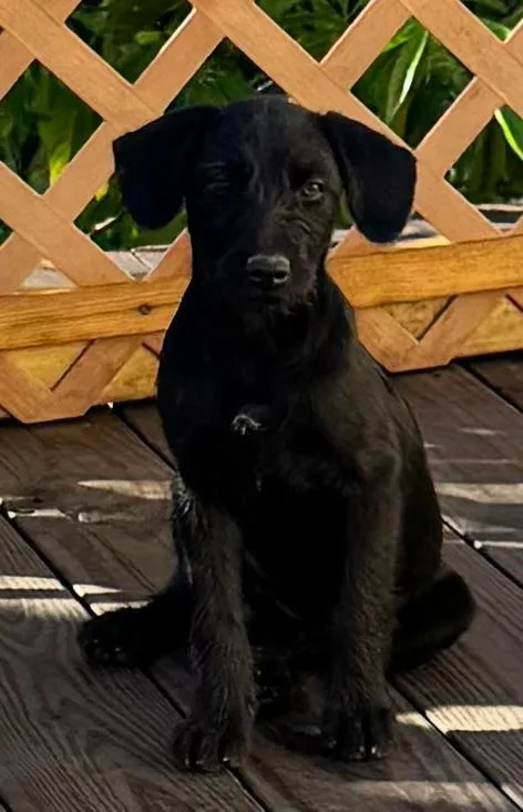 A baby medium-sized female Labrador Retriever dog named Nala for adoption in Virginia Beach, VA
