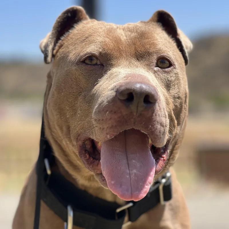 A young medium-sized male Pit Bull Terrier dog named Hank for adoption in Whittier, CA