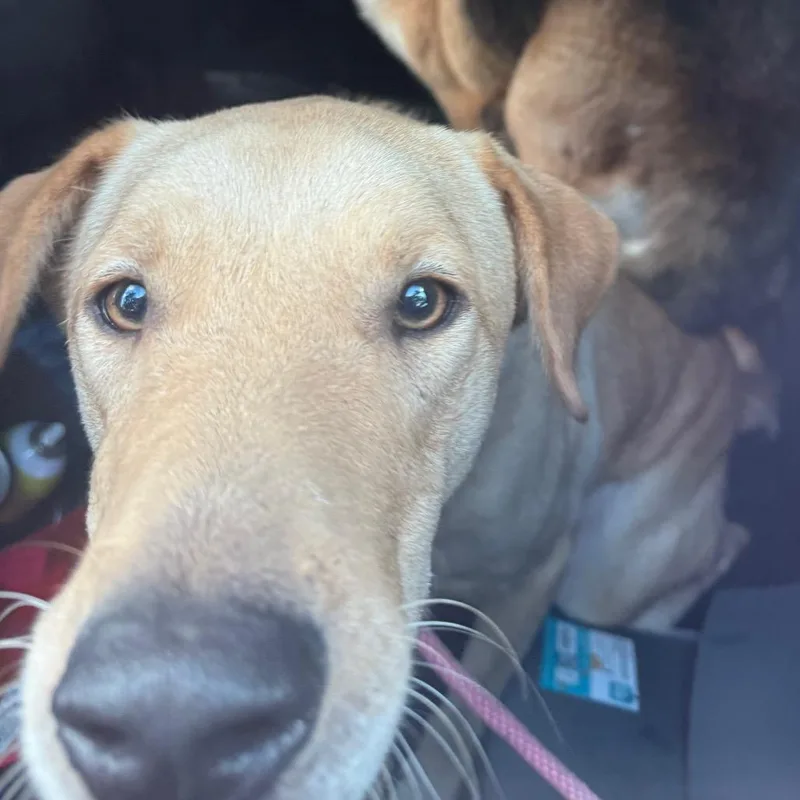 An adult medium-sized male Yellow Labrador Retriever dog named Henry for adoption in Portland, TX