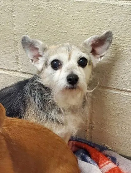 Daisy