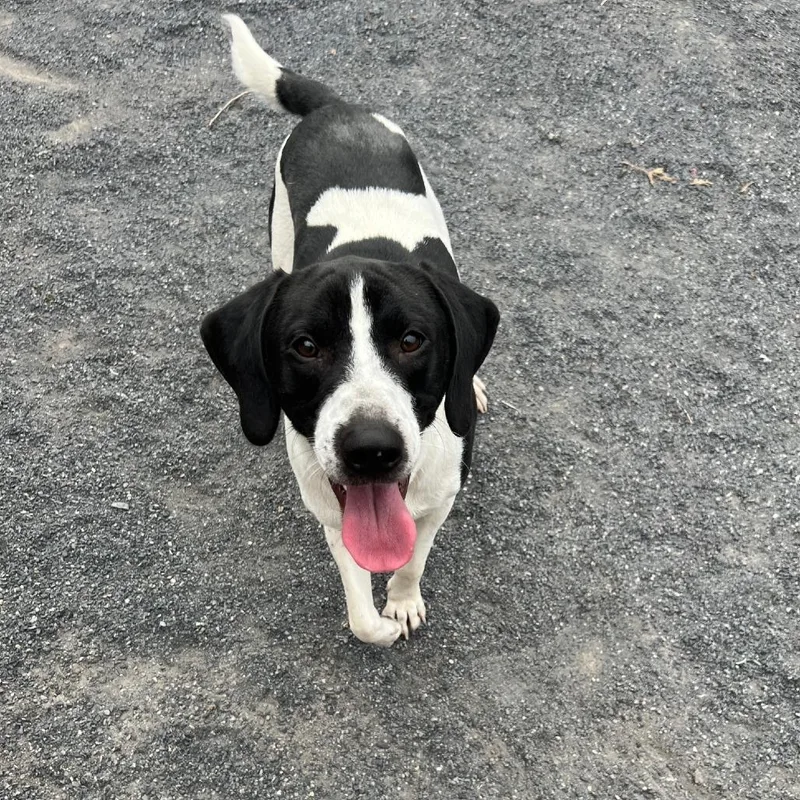 An adult medium-sized male Black Hound dog named Kingsley for adoption in Quakertown, PA