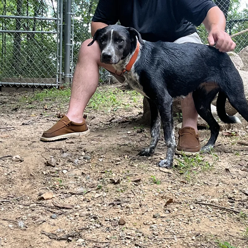 An adult medium-sized female Black German Shorthaired Pointer dog named Gigi for adoption in Kentwood, MI