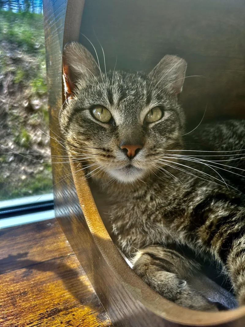 A young medium-sized male Tabby (Brown / Chocolate) Tabby cat named Krypton for adoption in Grand Rapids, MI