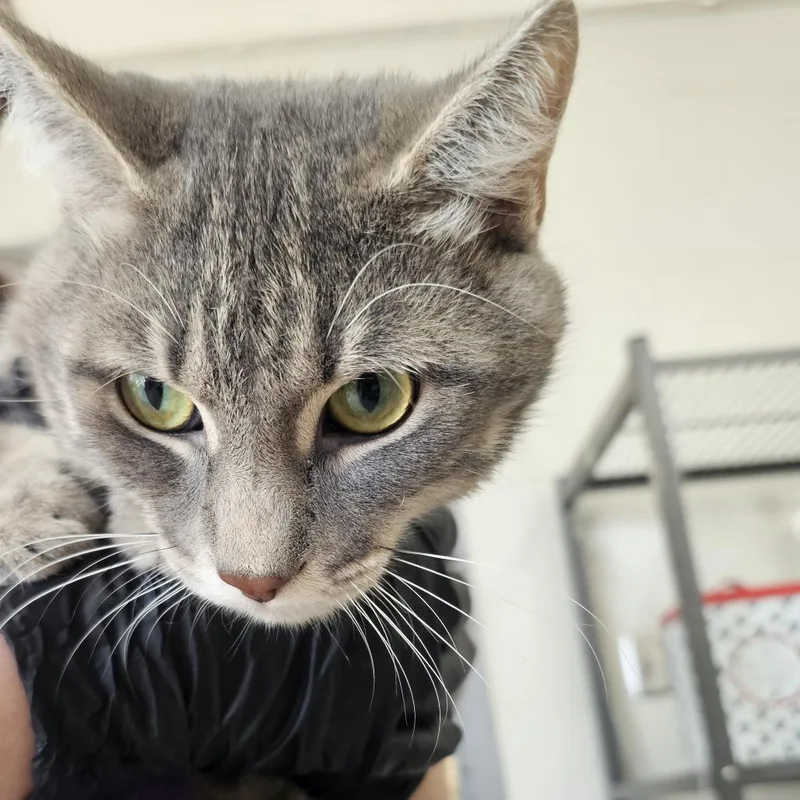 A young large-sized male Gray / Blue / Silver Domestic Short Hair cat named Adonis Blue for adoption in Evansville, IN