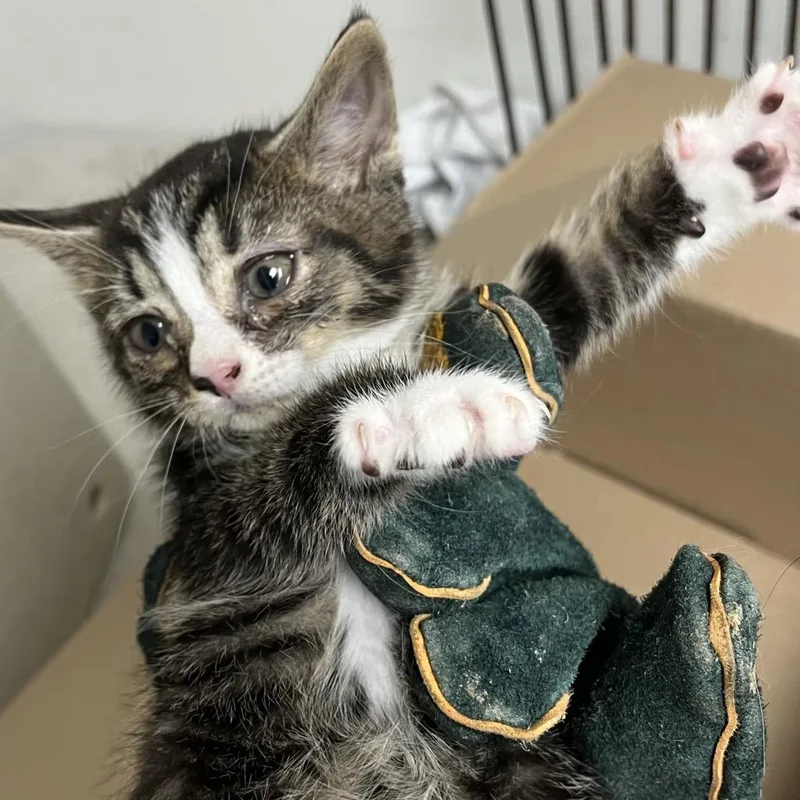 A baby small-sized male Black Domestic Short Hair cat named Zushi for adoption in Philadelphia, PA