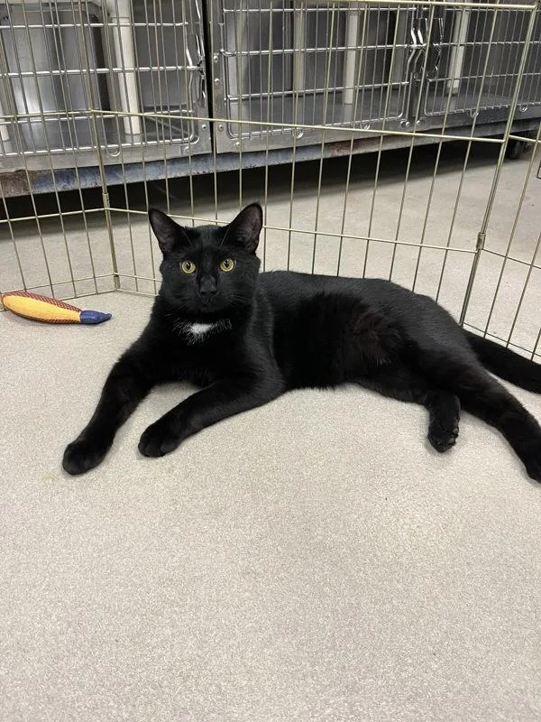 An adult medium-sized male Domestic Short Hair cat named Reinhardt for adoption in Millersville, MD