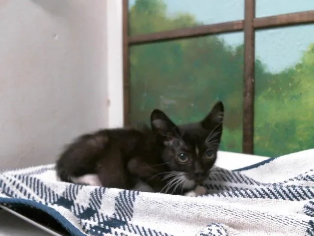 A baby small-sized female Domestic Short Hair cat named Stella for adoption in Houston, TX