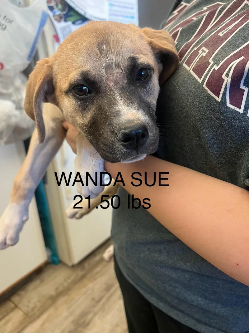 Wanda Sue