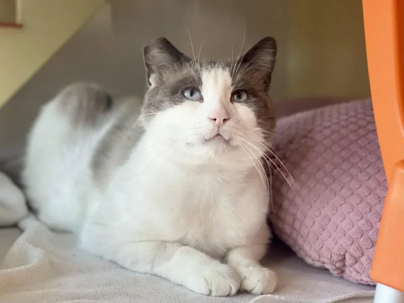 An adult medium-sized male Snowshoe cat named Melbourne for adoption in Oakland, CA