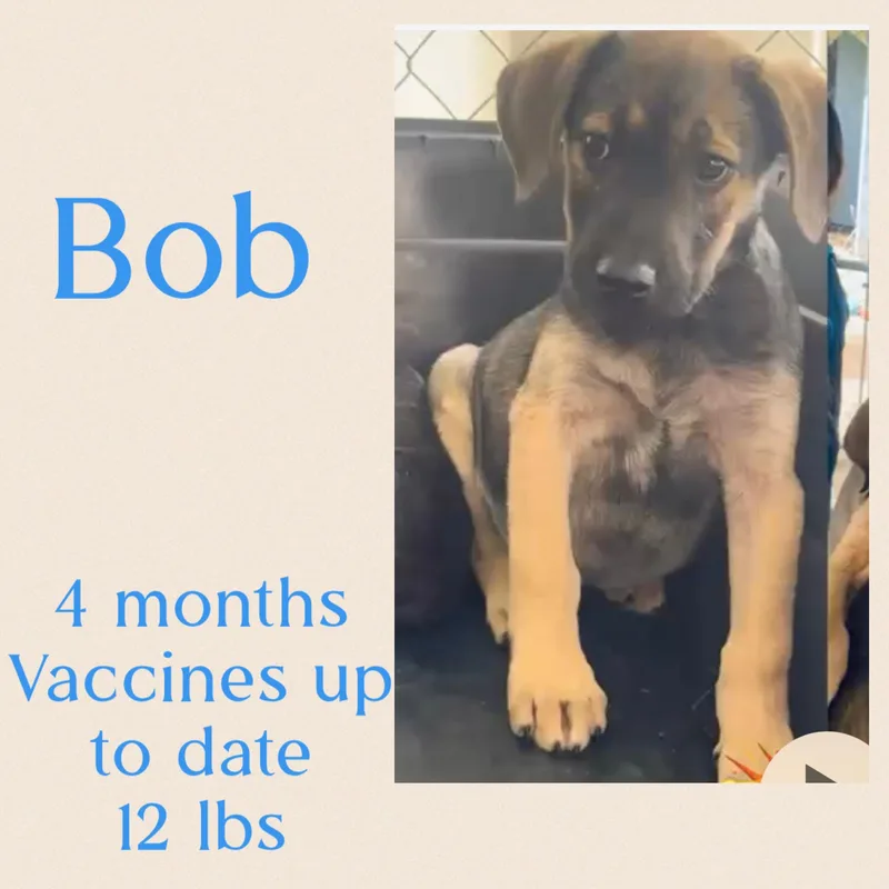 Bob thumbnail 2