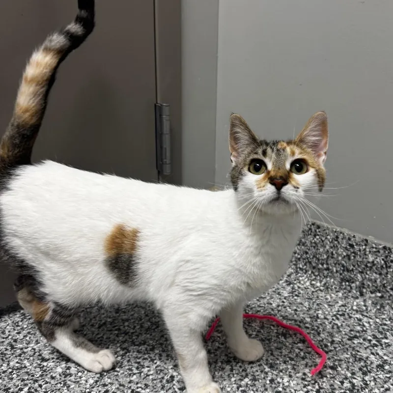 Whoa Nellie thumbnail 2