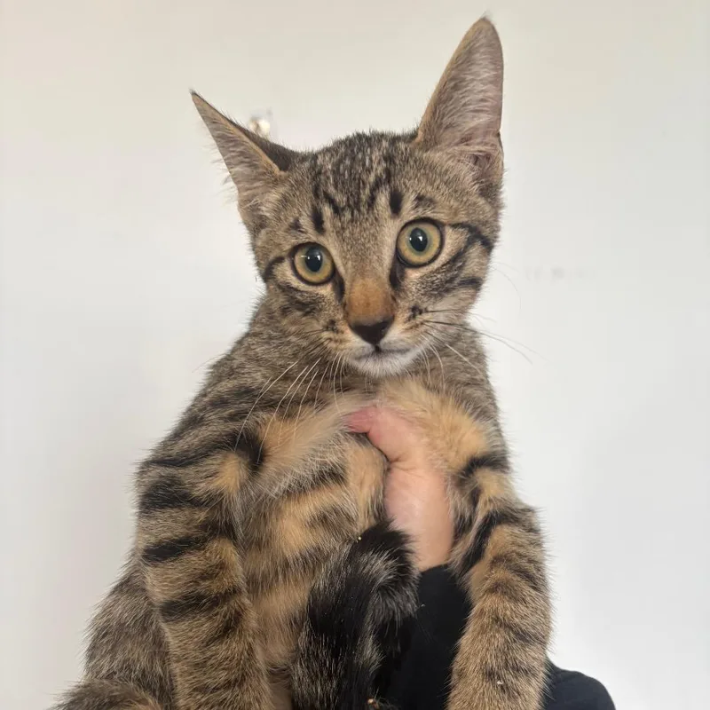 A baby medium-sized male Domestic Short Hair cat named Banjo for adoption in Grass Valley, CA