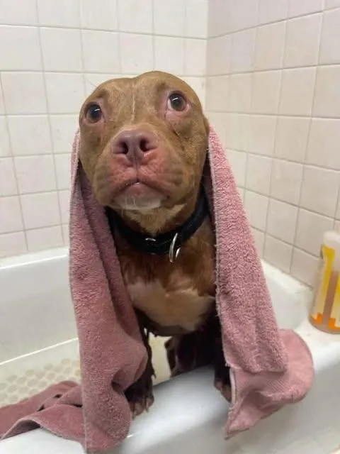 An adult medium-sized female Pit Bull Terrier dog named Millie for adoption in Newport, KY