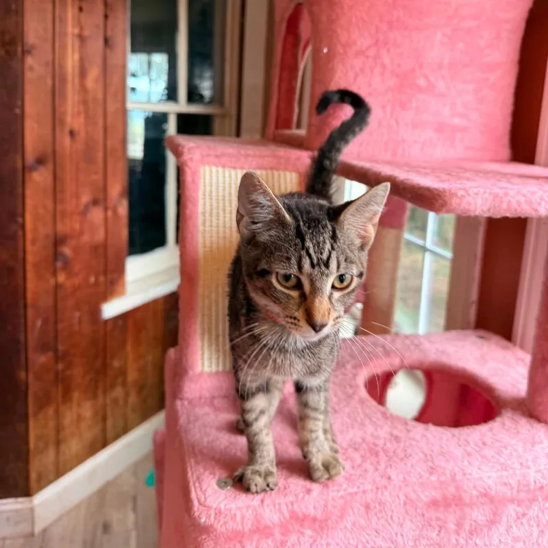 A baby small-sized female Gray / Blue / Silver Domestic Short Hair cat named Clue for adoption in Woodstock, VA