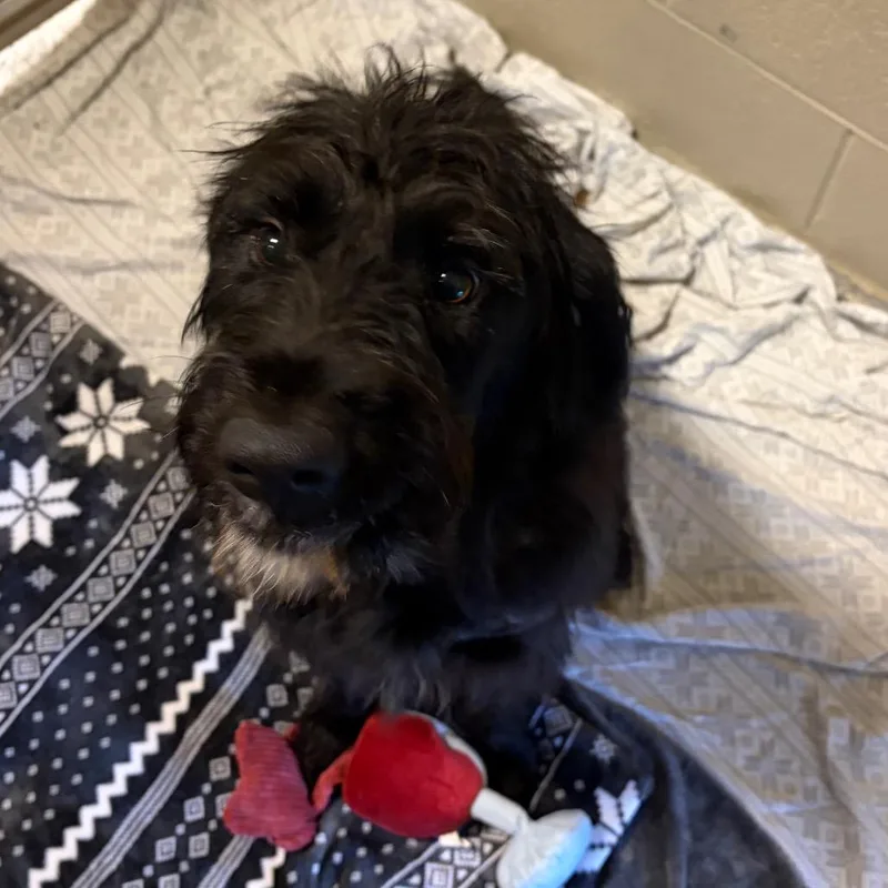 A young medium-sized male Black Schnauzer dog named Go Lucky for adoption in Wilmington, DE